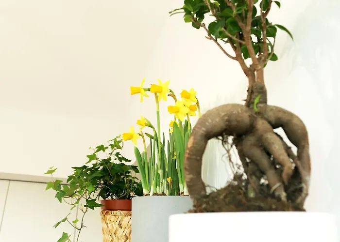 Invicta Ii Lejlighed *