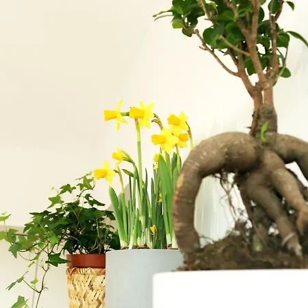 Invicta Ii Apartamento *